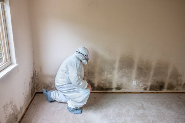 Best Attic Mold Removal  in , CT